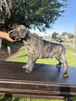Soldier, a male Cane Corso for sale in New Orleans, LA – 3 of 9