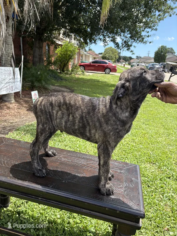 Soldier – Cane Corso puppy for sale in New Orleans, LA