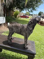 Soldier, a male Cane Corso for sale in New Orleans, LA – 1 of 10