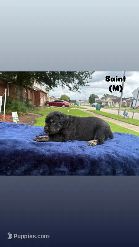 Saint – Cane Corso puppy for sale in New Orleans, LA
