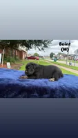 Saint, a male Cane Corso for sale in New Orleans, LA – 7 of 9