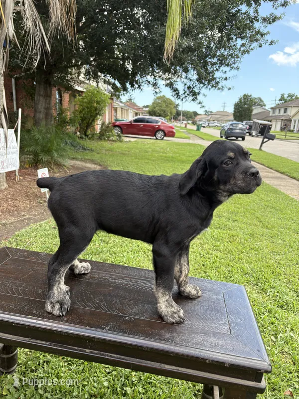 Saint – Cane Corso puppy for sale in New Orleans, LA
