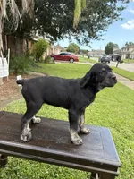 Saint, a male Cane Corso for sale in New Orleans, LA – 1 of 7