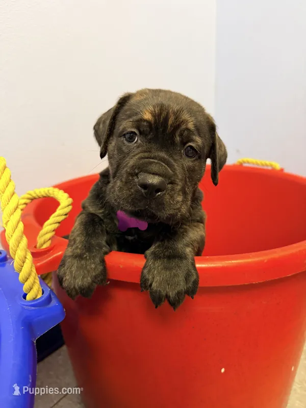 Sarge – Cane Corso puppy for sale in New Orleans, LA