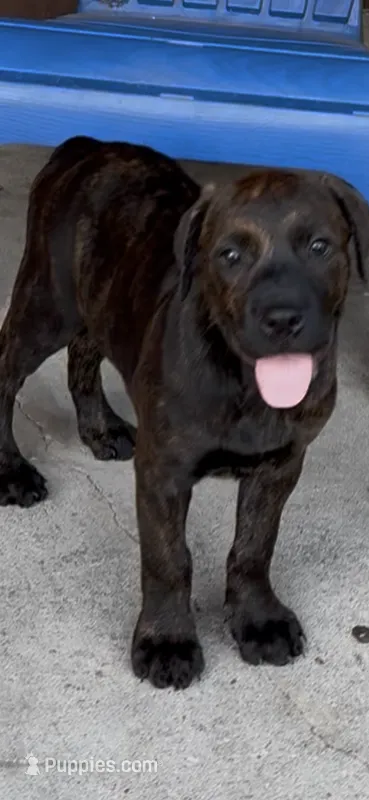 Star – Cane Corso puppy for sale in New Orleans, LA
