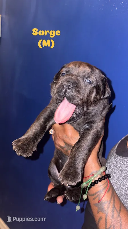 Sarge – Cane Corso puppy for sale in New Orleans, LA