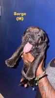 Sarge, a male Cane Corso for sale in New Orleans, LA – 1 of 1