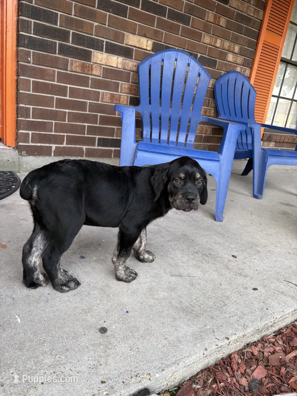 Saint – Cane Corso puppy for sale in New Orleans, LA