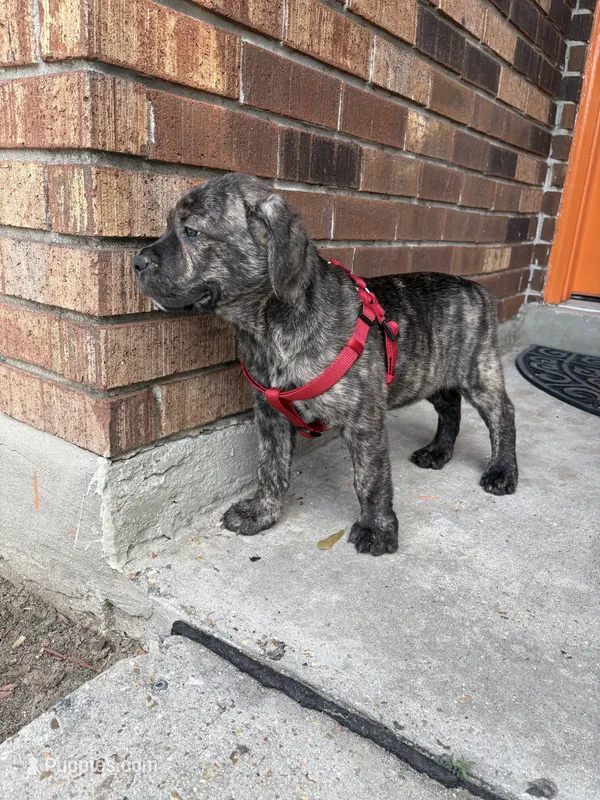 Soldier – Cane Corso puppy for sale in New Orleans, LA