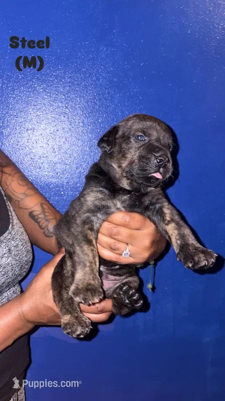 Steel – Cane Corso puppy for sale in New Orleans, LA