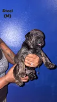 Steel, a male Cane Corso for sale in New Orleans, LA – 1 of 1