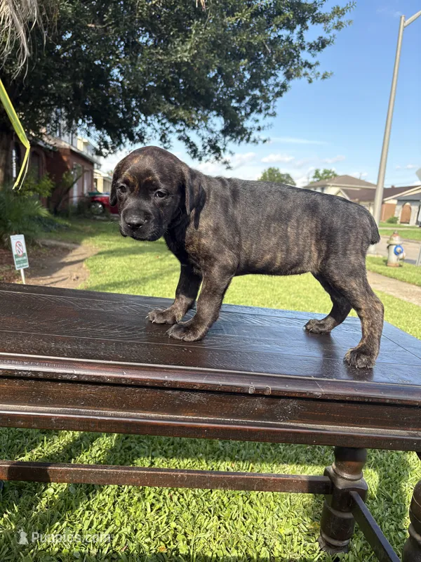 Star – Cane Corso puppy for sale in New Orleans, LA