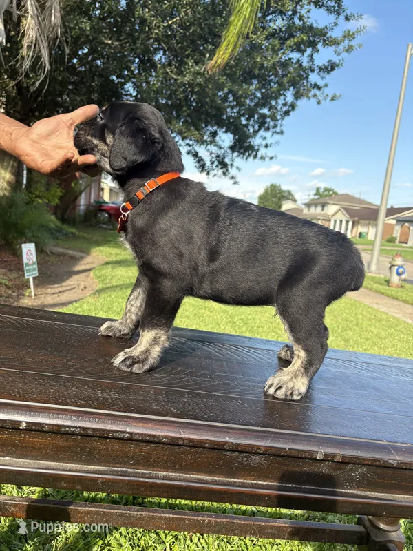 Saint – Cane Corso puppy for sale in New Orleans, LA