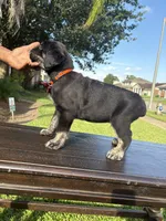 Saint, a male Cane Corso for sale in New Orleans, LA – 3 of 9