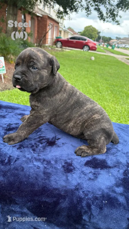 Steel – Cane Corso puppy for sale in New Orleans, LA