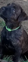 Star, a female Cane Corso for sale in New Orleans, LA – 2 of 5