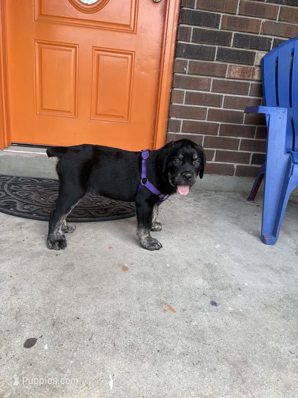 Saint – Cane Corso puppy for sale in New Orleans, LA