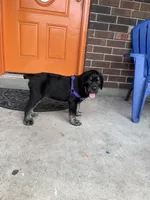 Saint, a male Cane Corso for sale in New Orleans, LA – 1 of 9