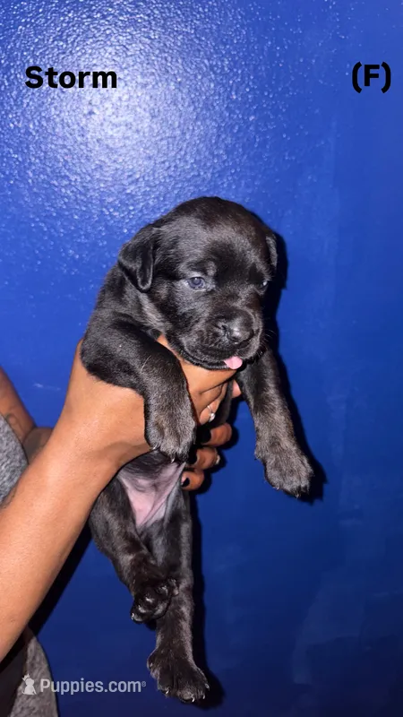 Stormi – Cane Corso puppy for sale in New Orleans, LA