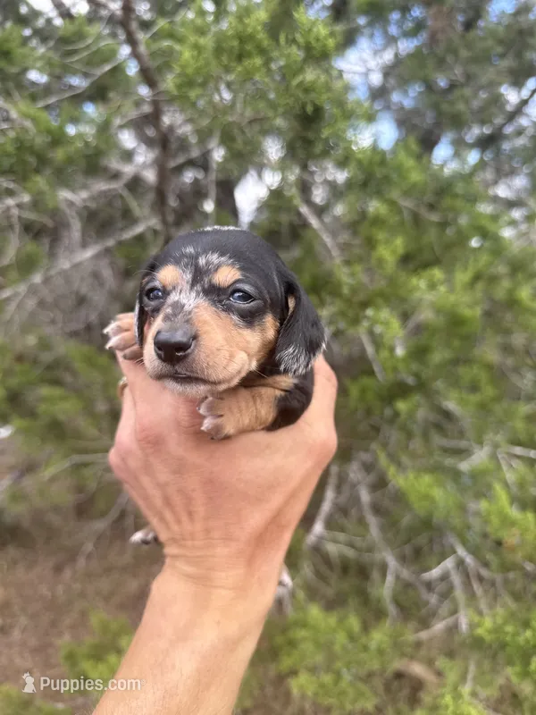 Winnie – Miniature Dachshund puppy for sale in Boerne, TX