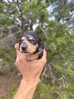 Winnie, a female Miniature Dachshund for sale in Boerne, TX – 1 of 2