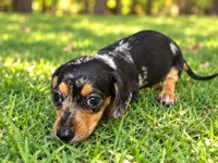 Winnie, a female Miniature Dachshund for sale in Boerne, TX – 2 of 3