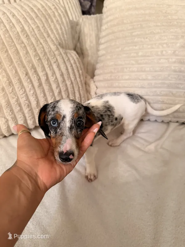 Foxy – Miniature Dachshund puppy for sale in Boerne, TX