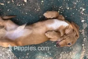 Copper – Miniature Dachshund puppy for sale in Boerne, TX