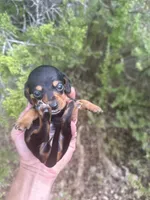 Mary, a female Miniature Dachshund for sale in Boerne, TX – 1 of 3