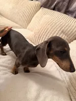 Tinkerbelle, a female Miniature Dachshund for sale in Boerne, TX – 2 of 3