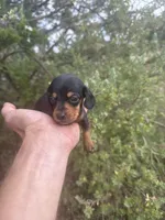 Mary, a female Miniature Dachshund for sale in Boerne, TX – 3 of 3
