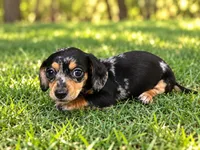 Winnie, a female Miniature Dachshund for sale in Boerne, TX – 3 of 3