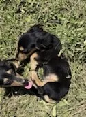 Mickey , a male Miniature Dachshund for sale in Boerne, TX – 2 of 5
