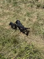 Minnie, a female Miniature Dachshund for sale in Boerne, TX – 4 of 4
