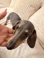 Tinkerbelle, a female Miniature Dachshund for sale in Boerne, TX – 1 of 3