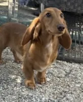 Copper, a male Miniature Dachshund for sale in Boerne, TX – 2 of 4