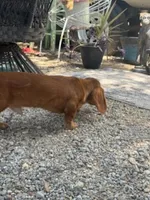 Copper, a male Miniature Dachshund for sale in Boerne, TX – 2 of 5
