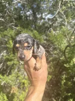 Binx, a male Miniature Dachshund for sale in Boerne, TX – 2 of 3