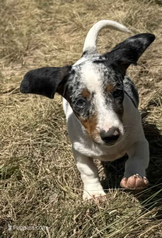 Foxy – Miniature Dachshund puppy for sale in Boerne, TX