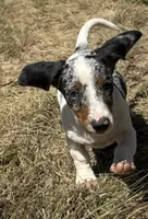 Foxy, a female Miniature Dachshund for sale in Boerne, TX – 1 of 3