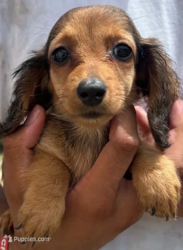 Lady – Miniature Dachshund puppy for sale in Boerne, TX