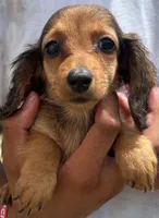 Lady, a female Miniature Dachshund for sale in Boerne, TX – 1 of 1