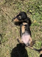 Minnie, a female Miniature Dachshund for sale in Boerne, TX – 3 of 4