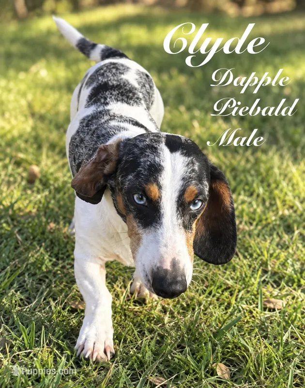 Clyde – Miniature Dachshund, Miniature Goldendoodle puppy for sale in Boerne, TX
