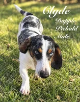 Clyde, a male Miniature Dachshund and Miniature Goldendoodle for sale in Boerne, TX – 1 of 1