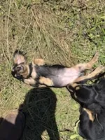 Mickey , a male Miniature Dachshund for sale in Boerne, TX – 4 of 5