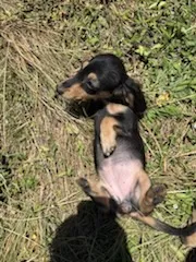 Sugar – Miniature Dachshund puppy for sale in Boerne, TX