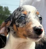 Foxy, a female Miniature Dachshund for sale in Boerne, TX – 2 of 3