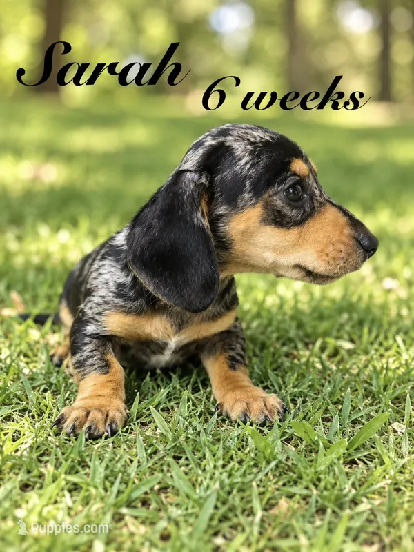 Sarah – Miniature Dachshund puppy for sale in Boerne, TX