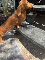 Copper, a male Miniature Dachshund for sale in Boerne, TX – 3 of 4